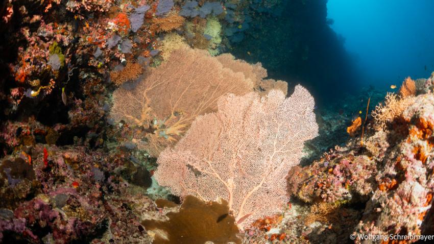 Gorgonien, Omadhoo; Ari Atoll Divers, Ari Atoll Divers, Malediven Gorgonien, Omadhoo; Ari Atoll Divers, Ari Atoll Divers, Malediven