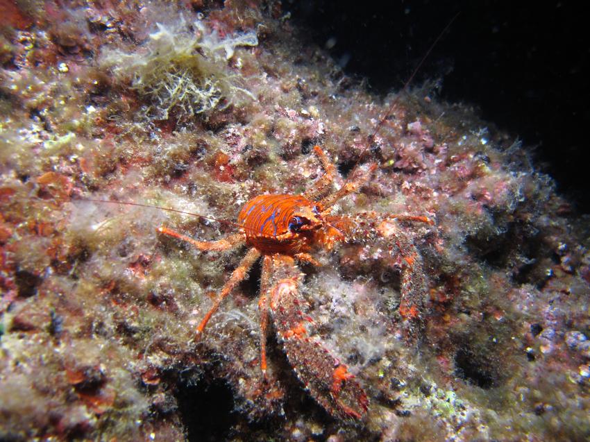 Nachttauchgang Kricin 2018 Juni, Squatina Diving, Insel Krk - Kroatien - Baska, Kroatien