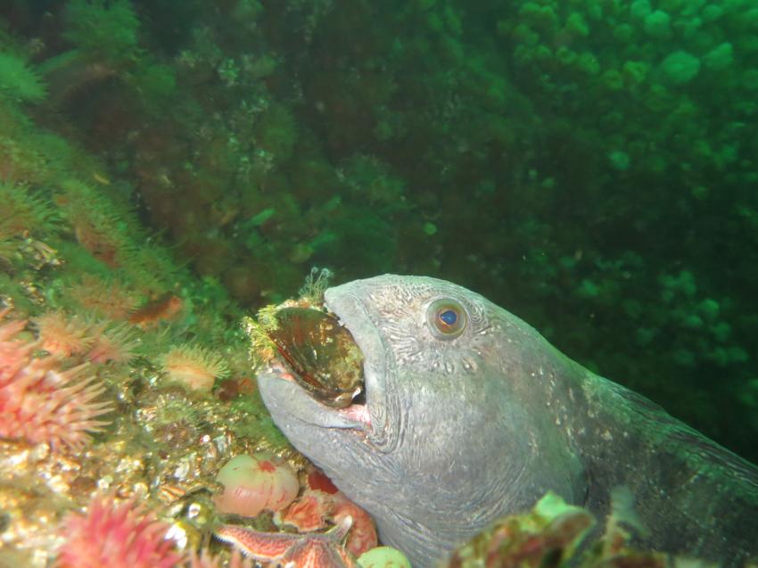 Nord&Ne, Salstraumen, Norwegen