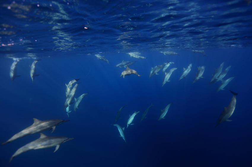 Dolphins, Rabaul Dive Adventures, Papua-Neuguinea