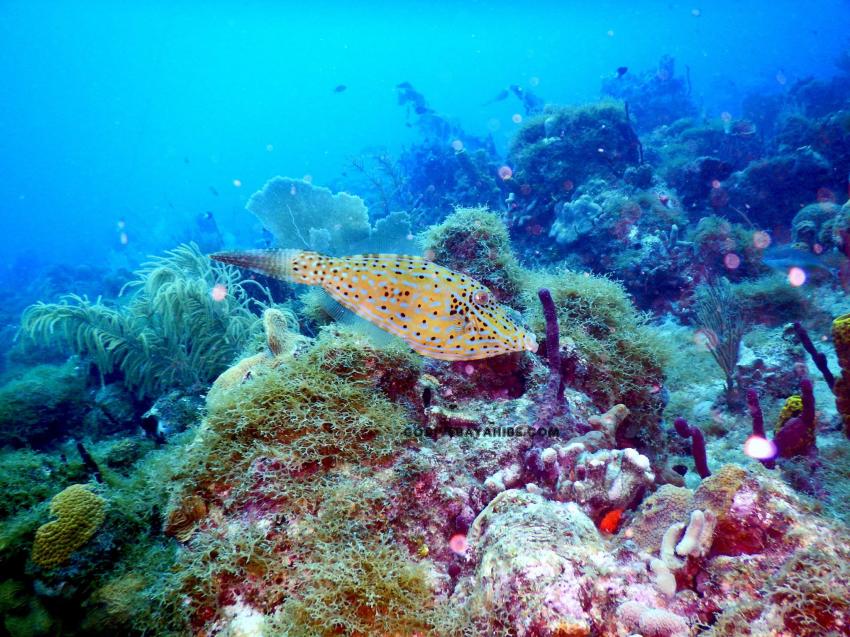Aquarium Saona, GO DIVE Bayahibe, Dominikanische Republik