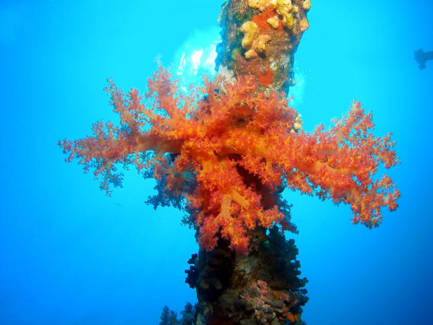 Soft Coral Hemprichii, Red Sea Hurghada Egypt, Egypt Divers, Hurghada, Ägypten, Hurghada