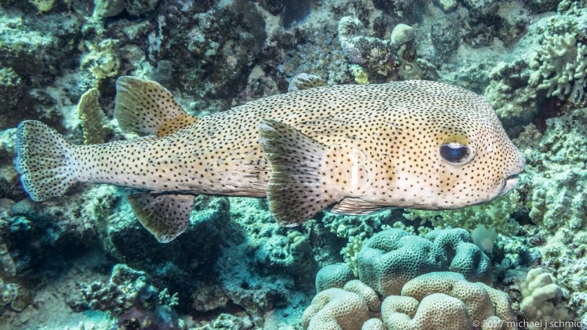 Gepunkteter Igelfisch, Igelfisch, Marsa Alam und südlich, Ägypten
