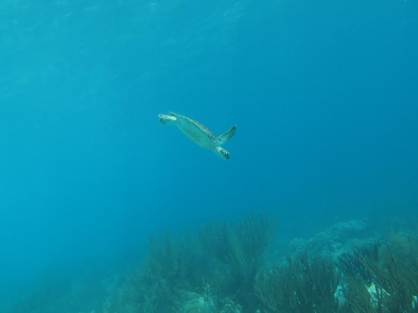 Schildkröte , Tropical Divers Bonaire, Niederländische Antillen, Bonaire