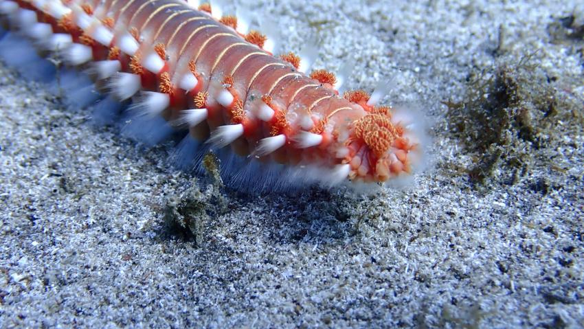 Feuerwurm, GooDiving, Spanien, Kanaren (Kanarische Inseln)