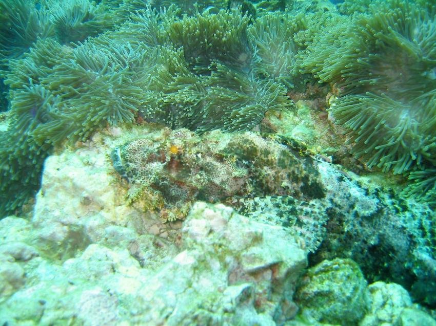 Shark Point / Anemone Reef, Shark Point / Anemon Reef,Thailand
