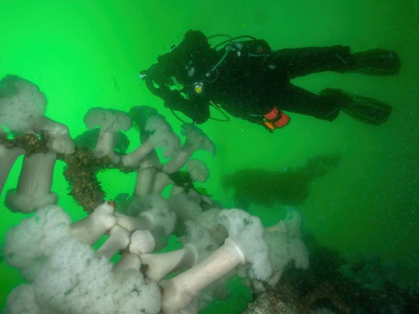 Oceanfix.ca Dive Centre, Kanada