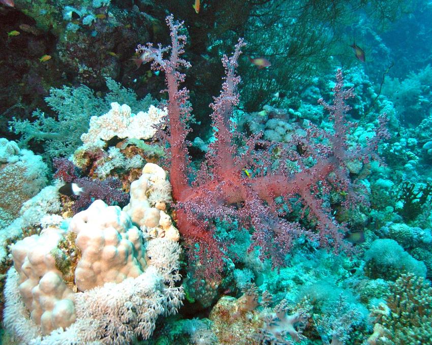 Safaga 01/2011 Teil 3, Safaga - allgemein,Ägypten