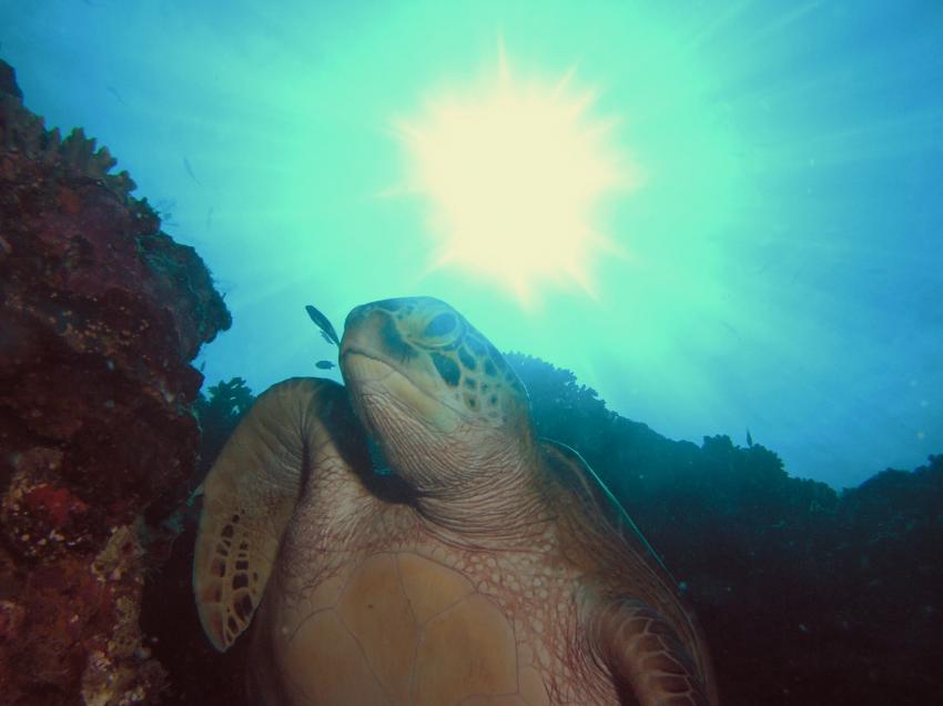 Sipadan, Sipadan,Malaysia,Schildkröte