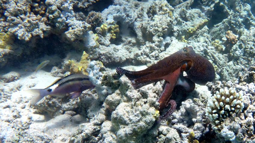 Oktopus, Extra Divers - Three Corners Fayrouz Plaza, Marsa Alam, Ägypten, Marsa Alam und südlich