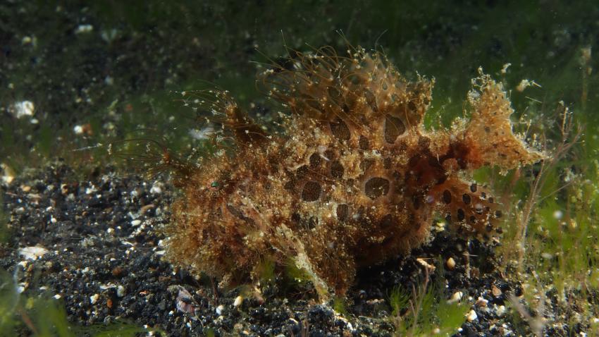 Frogfishmania Part 3, Lembeh Strait,Nord Sulawesi,Indonesien,Anglerfisch,Frogfisch