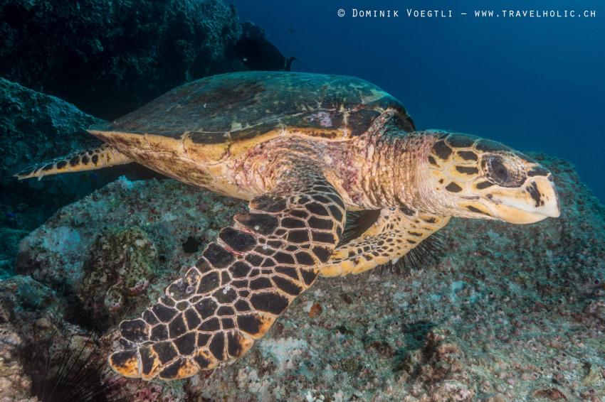 Schildkröte, Trek Divers, La Digue, Seychellen