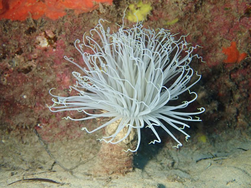 Fuerteventura Buceo Diving Center,  Jandia, Spanien, Kanaren (Kanarische Inseln)