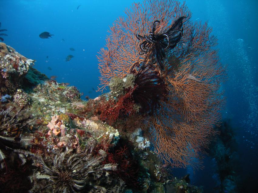 Urlaub 2010, Allgemein,Indonesien