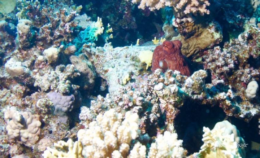 diving.DE Akassia, Ägypten, El Quseir bis Port Ghalib