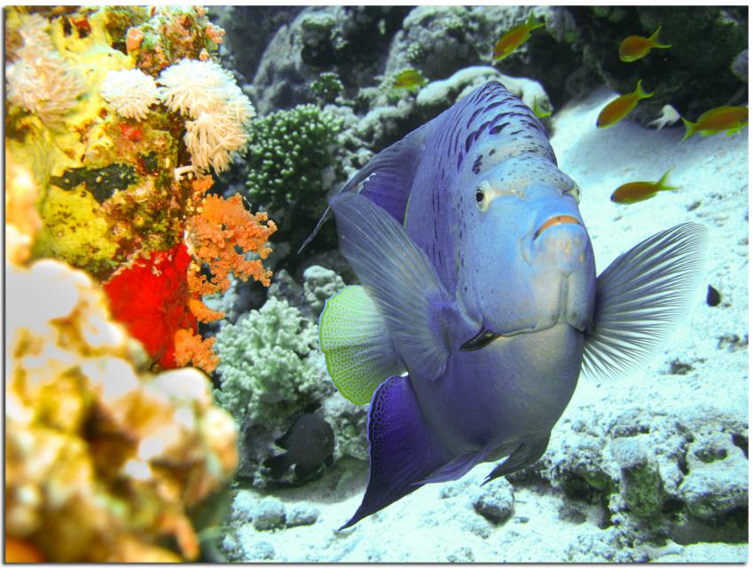 C Fun Divers, Iberotel Palace, Sharm el Sheikh