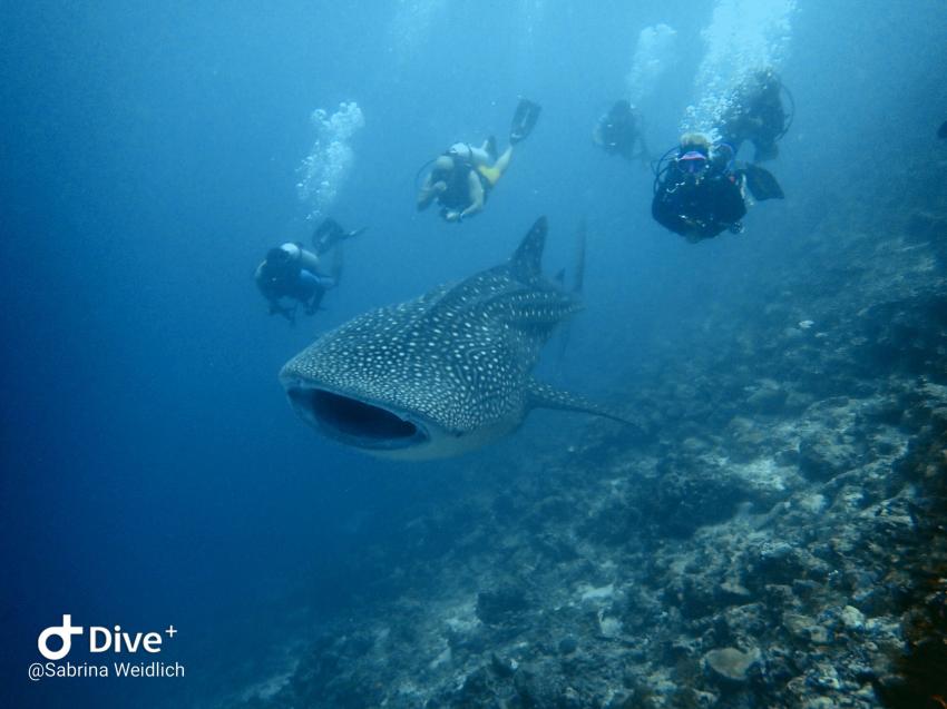 Shamar Divers Maamigili, Malediven