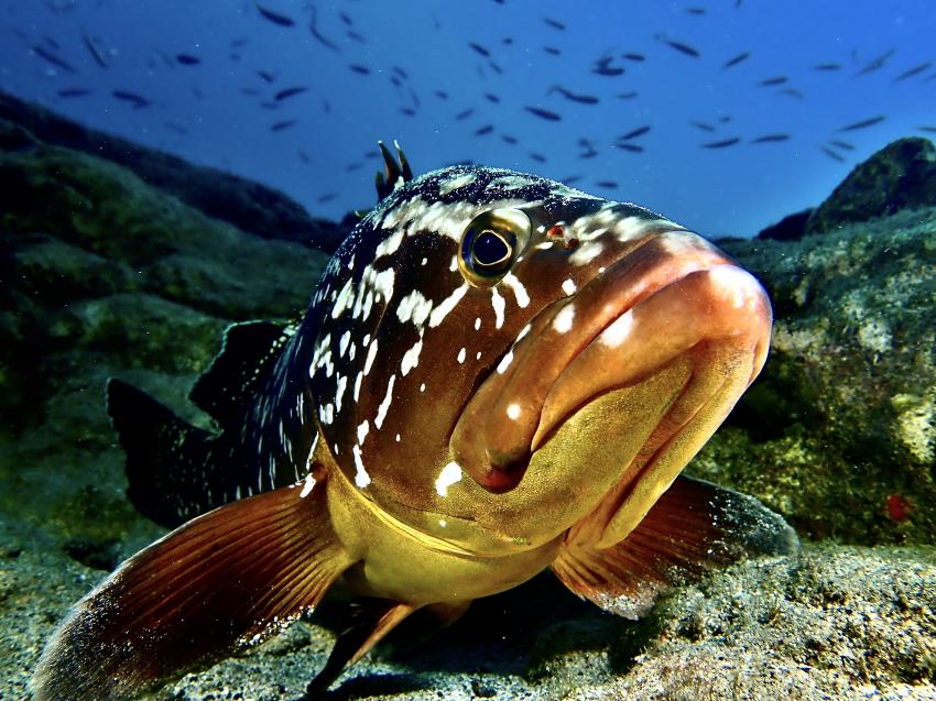 Fuerteventura Buceo Diving Center,  Jandia, Spanien, Kanaren (Kanarische Inseln)