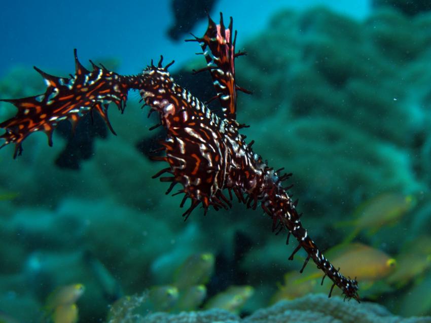 Hambillica, House Reef, Siquijor,Philippinen