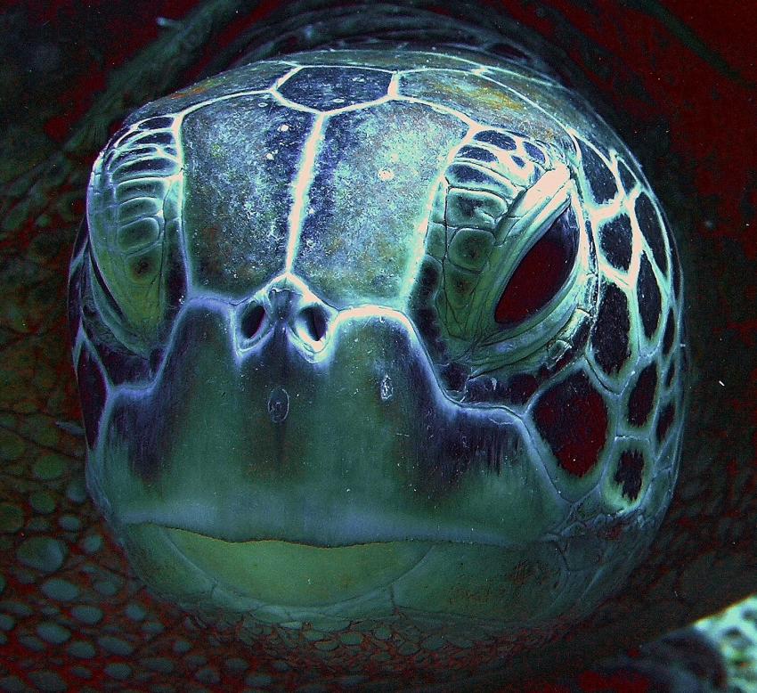 Gilis, Gili islands,Indonesien,Schildkröte,Kopf