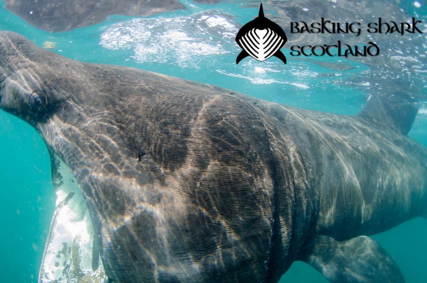 Nase an Nase mit dem Riesenhai, basking shark scotland, Riesenhai, Basking Shark Scotland, Oban, Großbritannien, Schottland
