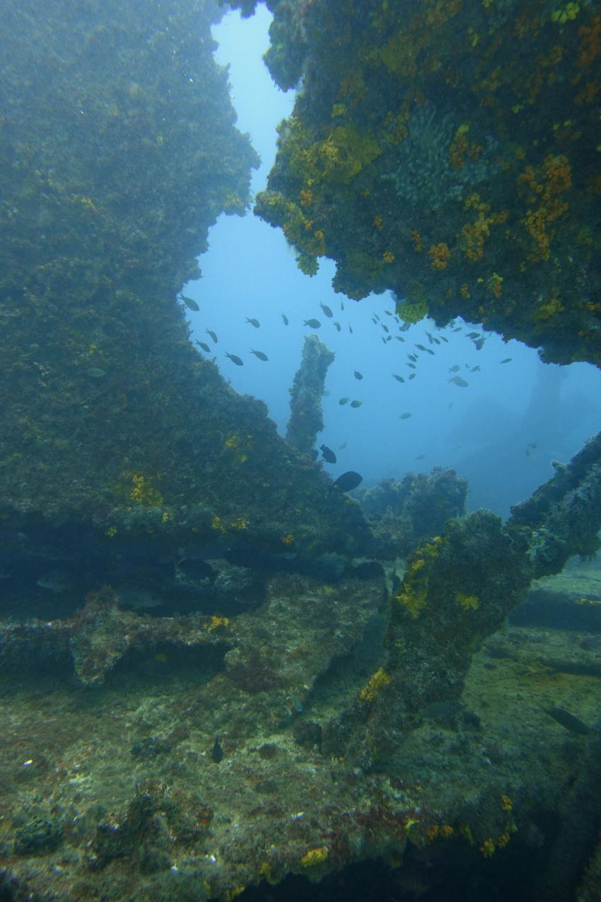 Wrack eines Frachtschiffes, wohl während WK2 von einem deutschen U-Boot versenkt, Kapverden, Cabo Verde, Wrack, Haliotis Dive Center, Mindelo, Kap Verde