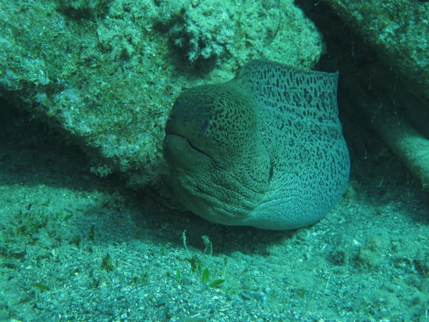 Euro-Divers, Utopia Beach, Ägypten, El Quseir bis Port Ghalib