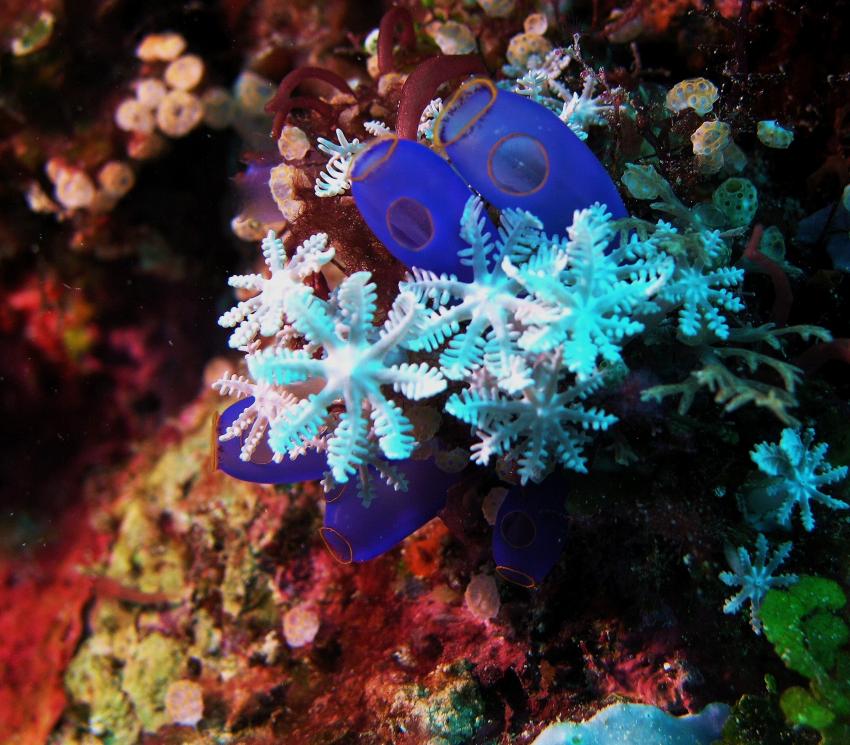 Bohol, Bohol,Philippinen,Korallen,hart und weich,Seescheide,blau