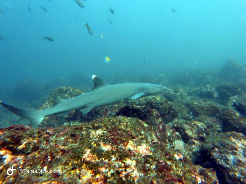 White tip reef shark, TamaDive Dive School, Tamarindo, Costa Rica