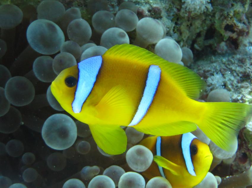 Clown Anemonenfischen, Extra Divers - Equinox, Marsa Alam, Ägypten, Marsa Alam und südlich