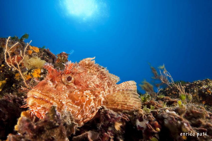 Scorpion fish, Nautilus Diving Center, Palau (Sardinien), Italien, Sardinien