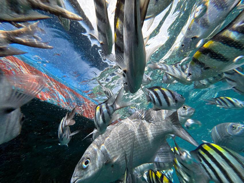 Raja Ampat Dive Lodge  - RADL, Indonesien