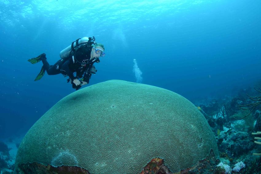Eine der größten Hirnkorallen der Welt!, Extra Divers, Speyside, Tobago, Trinidad und Tobago