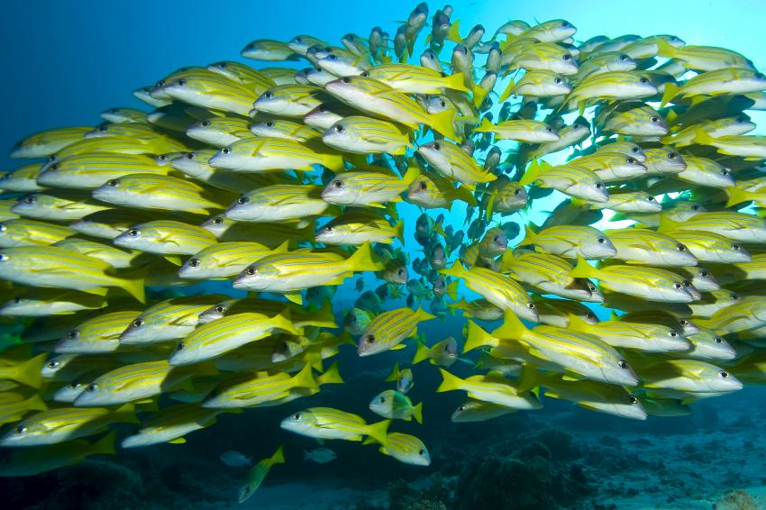 Bandos Hausriff (Nord Male Atoll), Bandos,Malediven,schnapper,schwarm,gelb