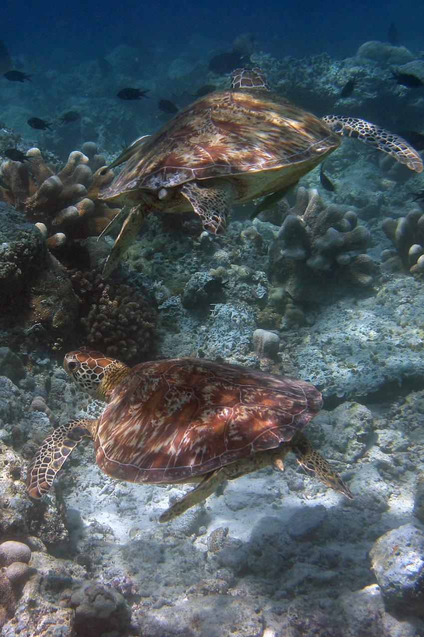 Lankayan, Kapalai, Sipadan, Mabul, Sipadan/Mabul,Malaysia,Meeresschildkröten