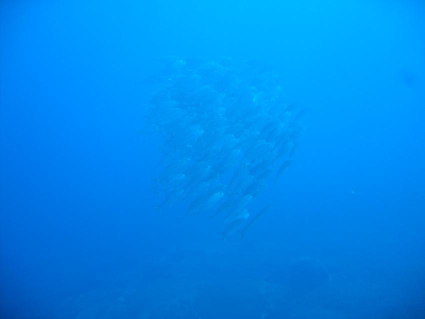 Komodo Nationalpark, Orca Dive Club Labuan Bajo Flores,Allgemein,Indonesien