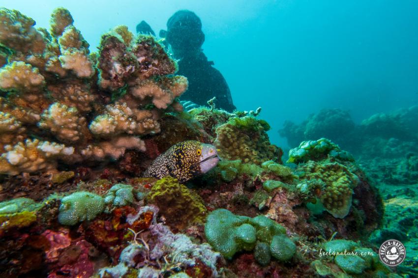 No Fear Diving, Amed, Indonesien, Bali