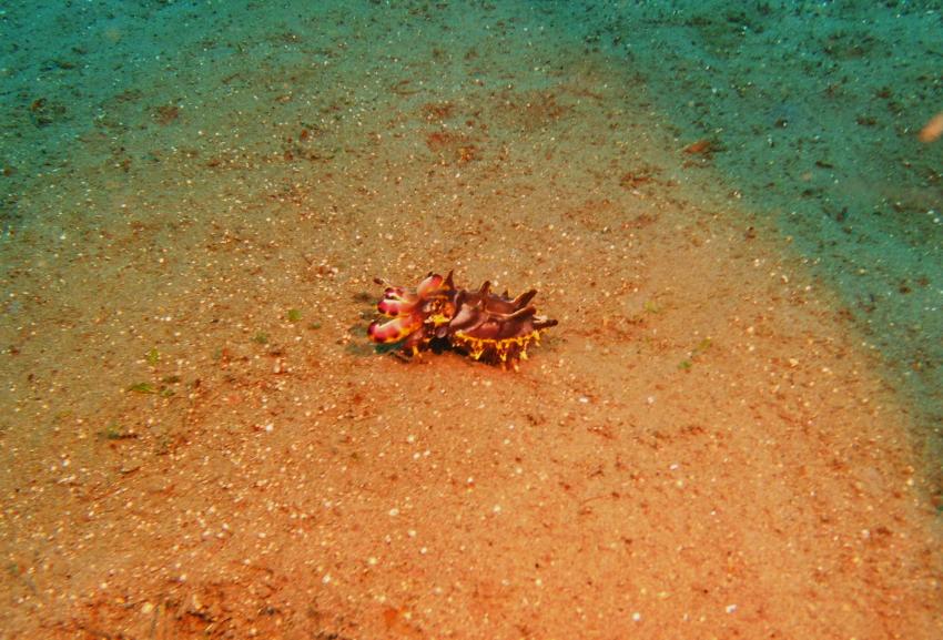Dive Society @ Sea Dream Resorts, Dauin, Philippinen