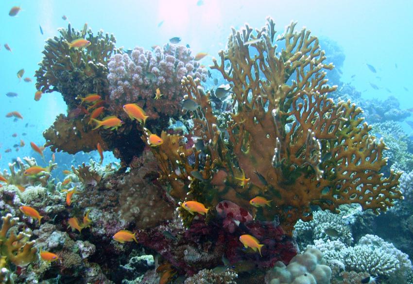 Safaga 01/2011 Teil 4, Safaga - allgemein,Ägypten