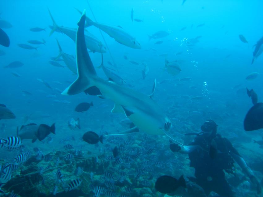 The Bistro - Full of Sharks, Beqa Lagoon,Fidschi,Silberspitzenhai,Fütterug,Köder,anfüttern,Hai