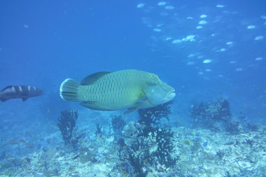 Ellaidhoo, Ari Atoll, Alfons Straub Dive & Sail, Malediven