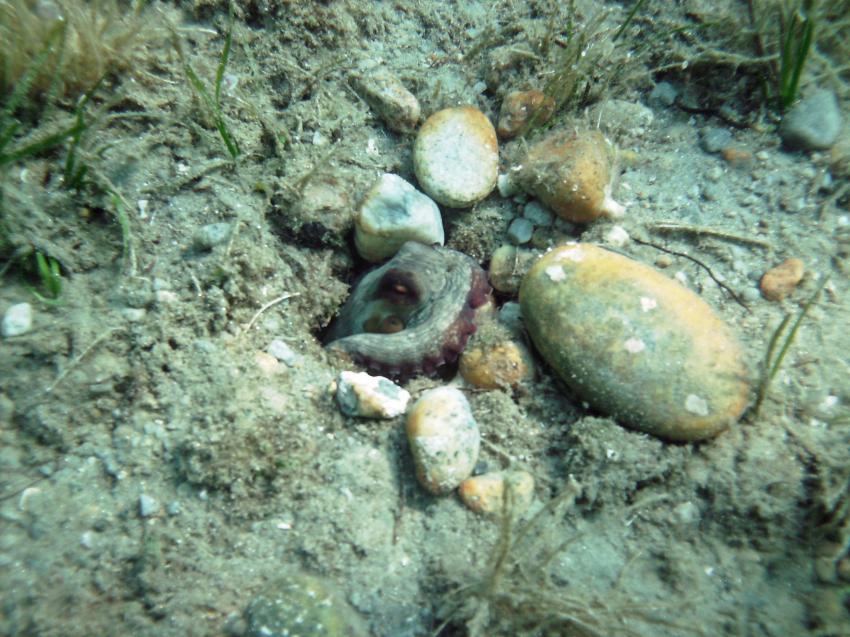 Oktopus, Chalkidiki,Griechenland