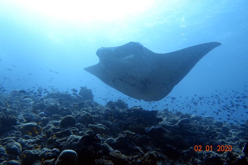 Shamar Divers Maamigili, Malediven