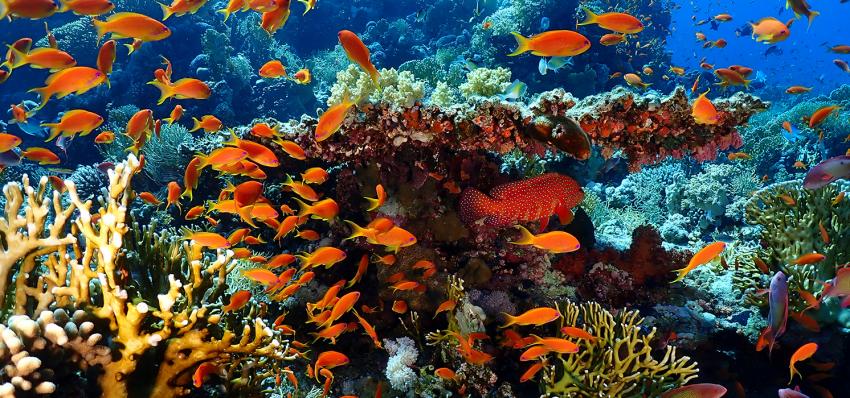 Barsch am Korallenriff, Tauchen Sharm el Sheikh, Story Divers, Sharm el Sheikh, Ägypten, Sinai-Süd bis Nabq