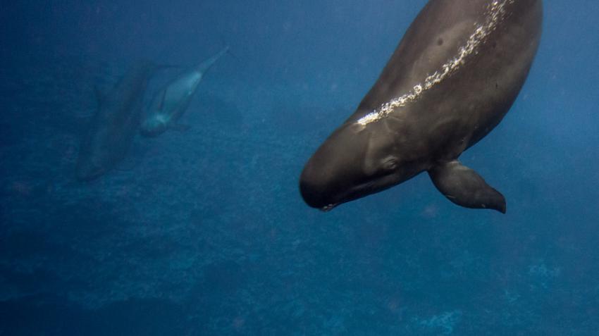 Schweinswale , erschreckte mich etwas daher verwackelt, Ha’apai Beach Resort, Tonga