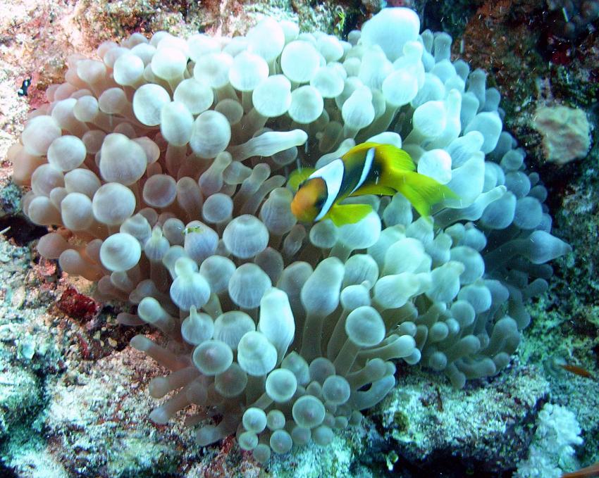 Safaga 01/2011 Teil 3, Safaga - allgemein,Ägypten