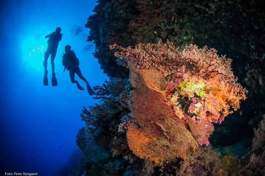 Koralle, Rotes Meer, Euro-Divers Utopia Beach Club, Ägypten, El Quseir bis Port Ghalib