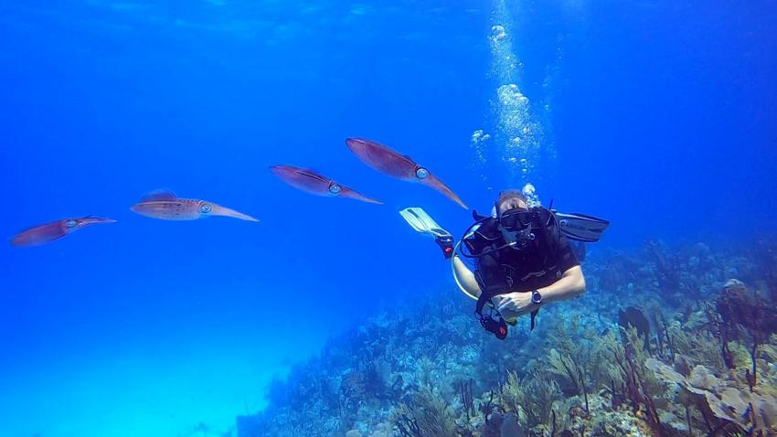 Deep Blue Bayahibe Diving, Deep Blue Bayahibe Diving, Dominikanische Republik