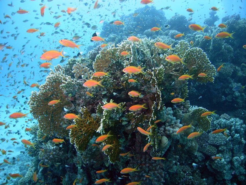 Safaga 01/2011 Teil 4, Safaga - allgemein,Ägypten