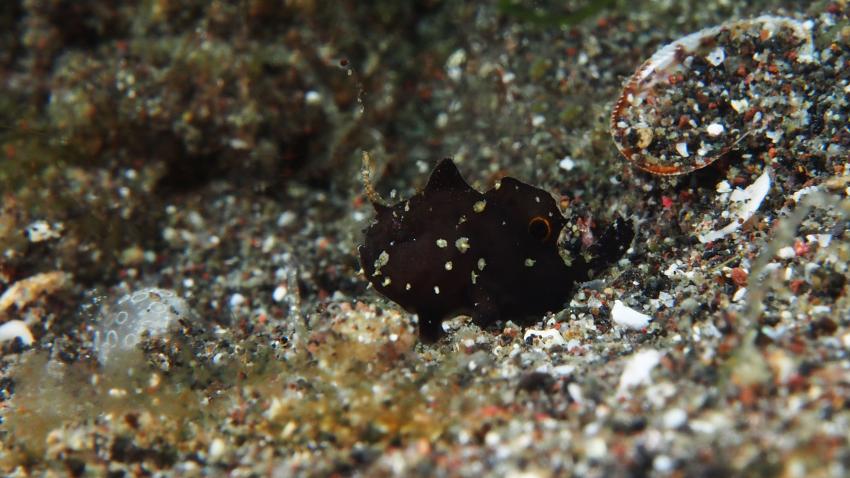Frogfishmania Part 3, Lembeh Strait,Nord Sulawesi,Indonesien,Anglerfisch,Frogfisch